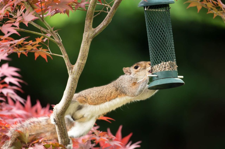 How to Stop Squirrels Eating Your Bird Food